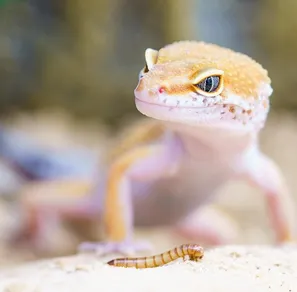 sarah jil niklas